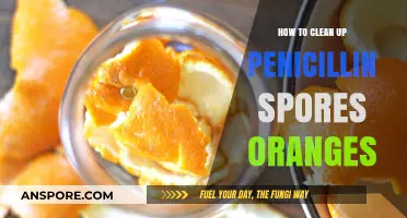 Effective Methods to Clean Penicillin Spores from Oranges Safely