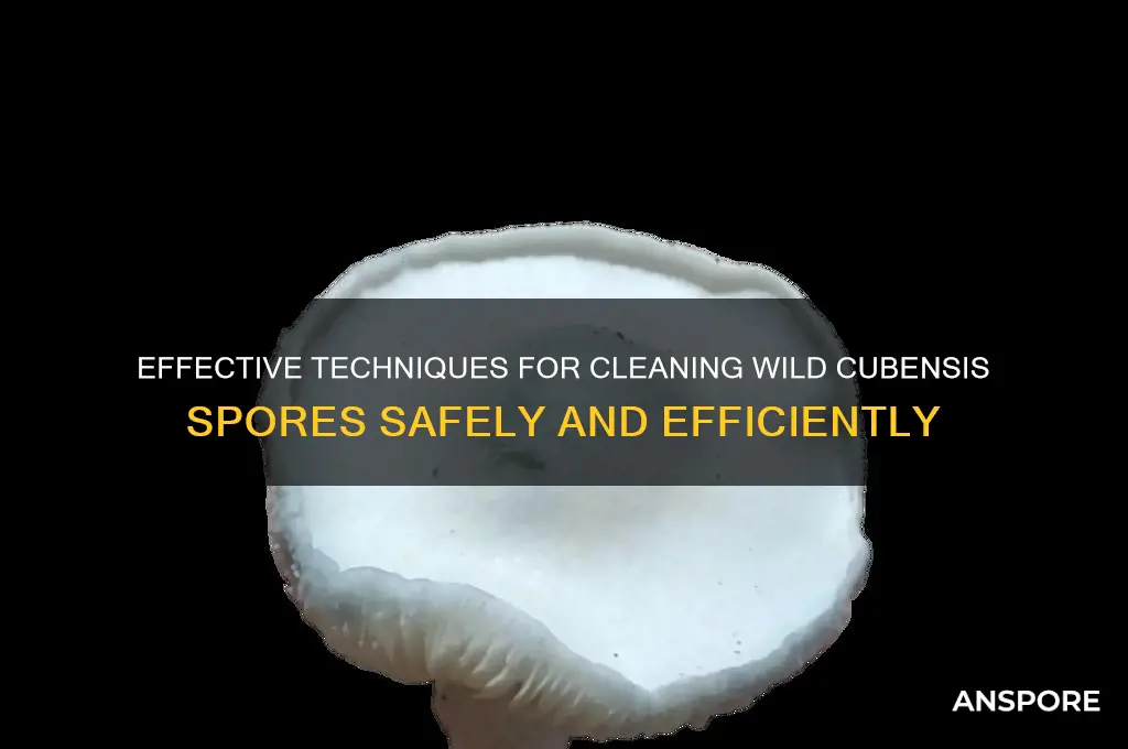 how to clean up wild cubensis spores