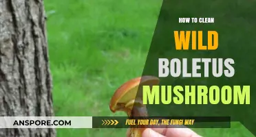 Mastering the Art of Cleaning Wild Boletus Mushrooms: A Step-by-Step Guide