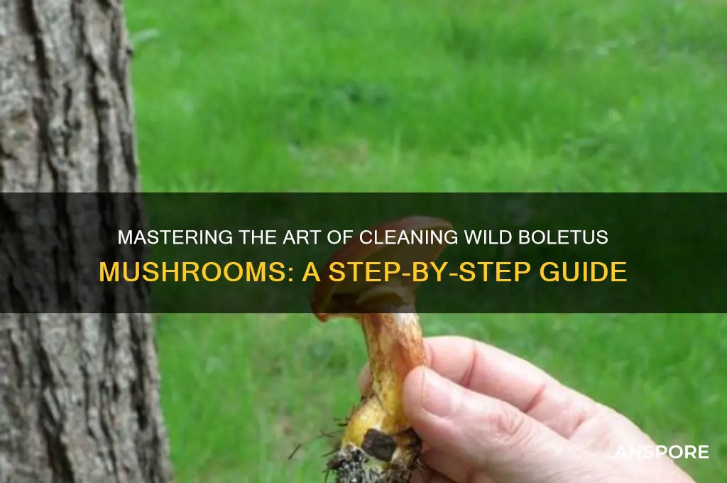 how to clean wild boletus mushrooms