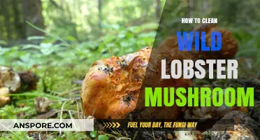 Mastering the Art of Cleaning Wild Lobster Mushrooms: A Step-by-Step Guide