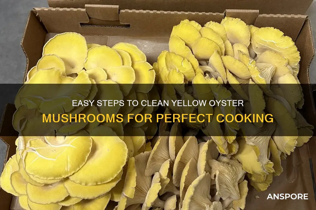 how to clean yellow oyster mushrooms