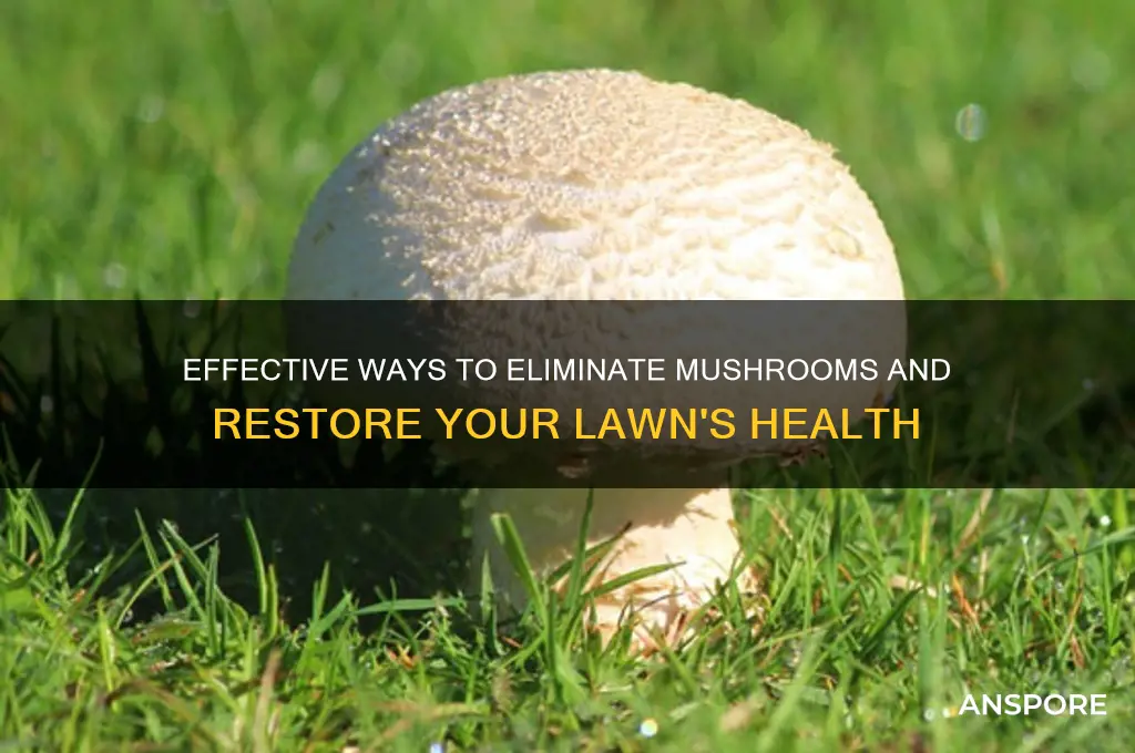 how to clear mushrooms from lawn