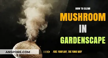 Effective Tips to Remove Mushrooms in Your Gardenscapes Garden