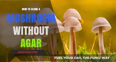 Cloning Mushrooms Made Easy: Agar-Free Techniques for Successful Replication
