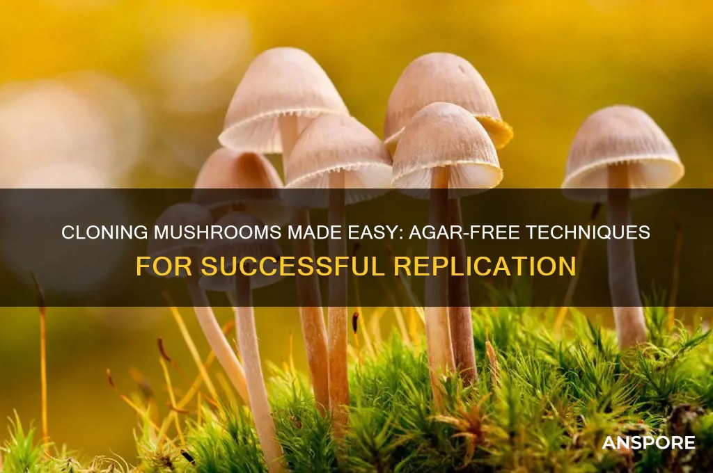how to clone a mushroom without agar