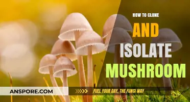 Master Mushroom Cloning: Techniques to Isolate and Cultivate Perfect Specimens