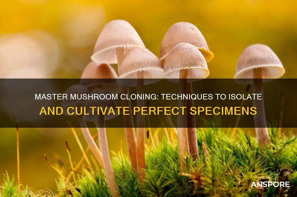 how to clone and isolate mushrooms