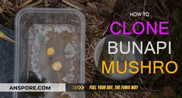 The Secret to Cloning Bunapi Mushrooms at Home