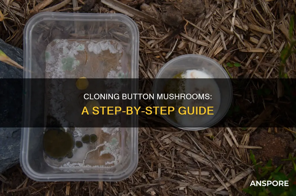 how to clone button mushrooms