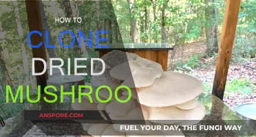 The Magic of Mushroom Cloning: Dried Revival