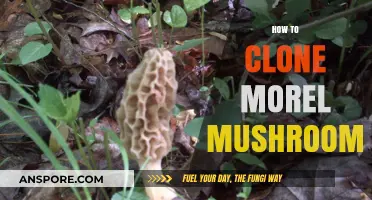 Mastering Morel Mushroom Cloning: A Step-by-Step Guide for Success