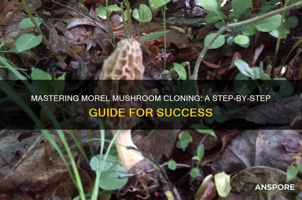 how to clone morel mushrooms