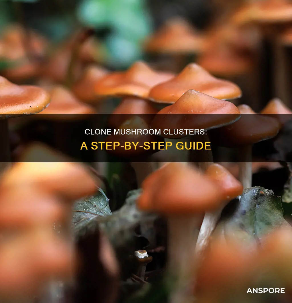 how to clone mushroom cluster