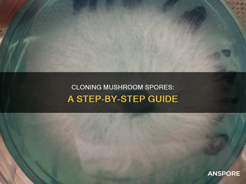 how to clone mushroom spores