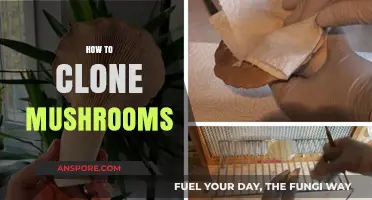 Grow Your Own: Cloning Mushrooms at Home