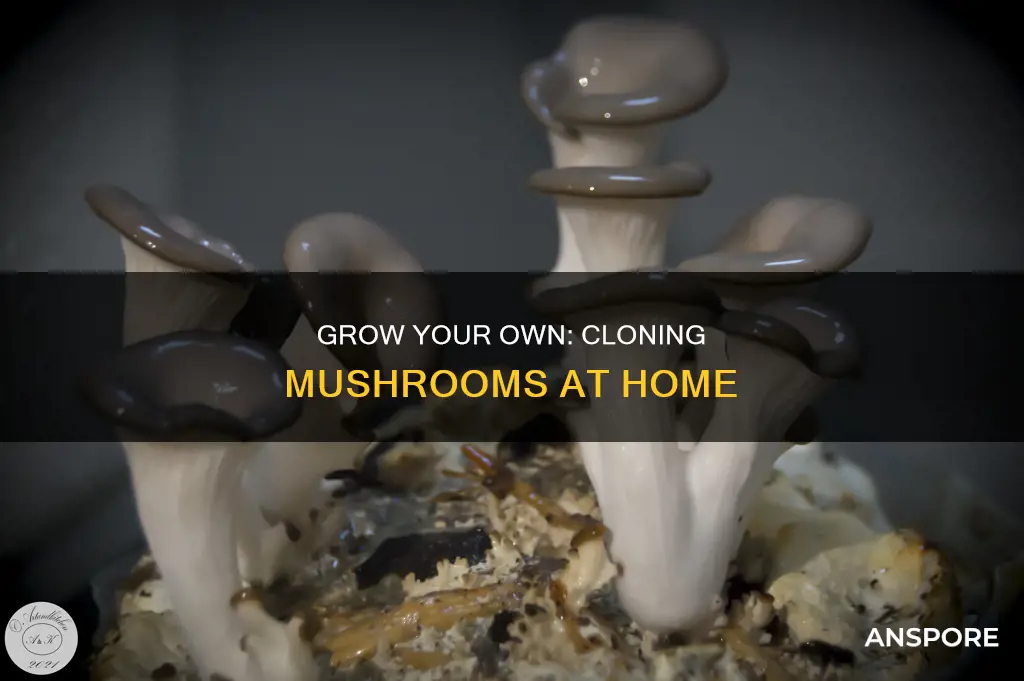 how to clone mushrooms