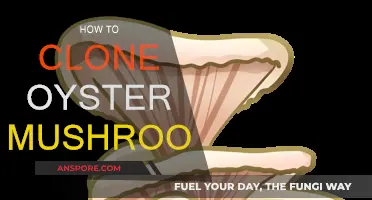 Grow Oyster Mushrooms: Cloning Techniques for Success