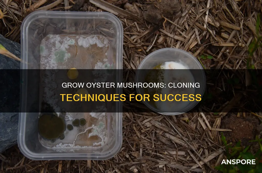 how to clone oyster mushrooms