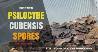 Mastering Psilocybe Cubensis Spore Cloning: A Step-by-Step Guide