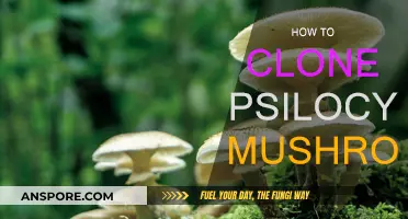Clone Your Own Psilocybe Mushrooms: A Step-by-Step Guide