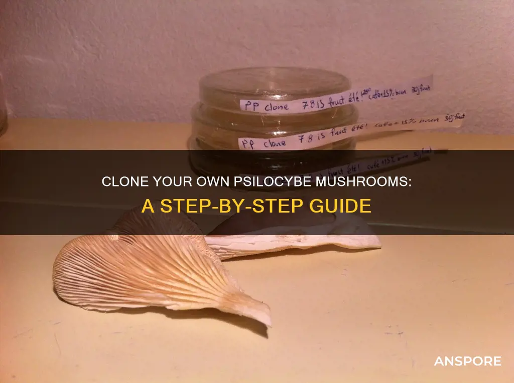 how to clone psilocybe mushrooms