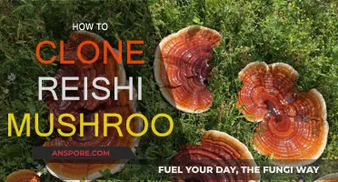 The Art of Cloning Reishi Mushrooms at Home