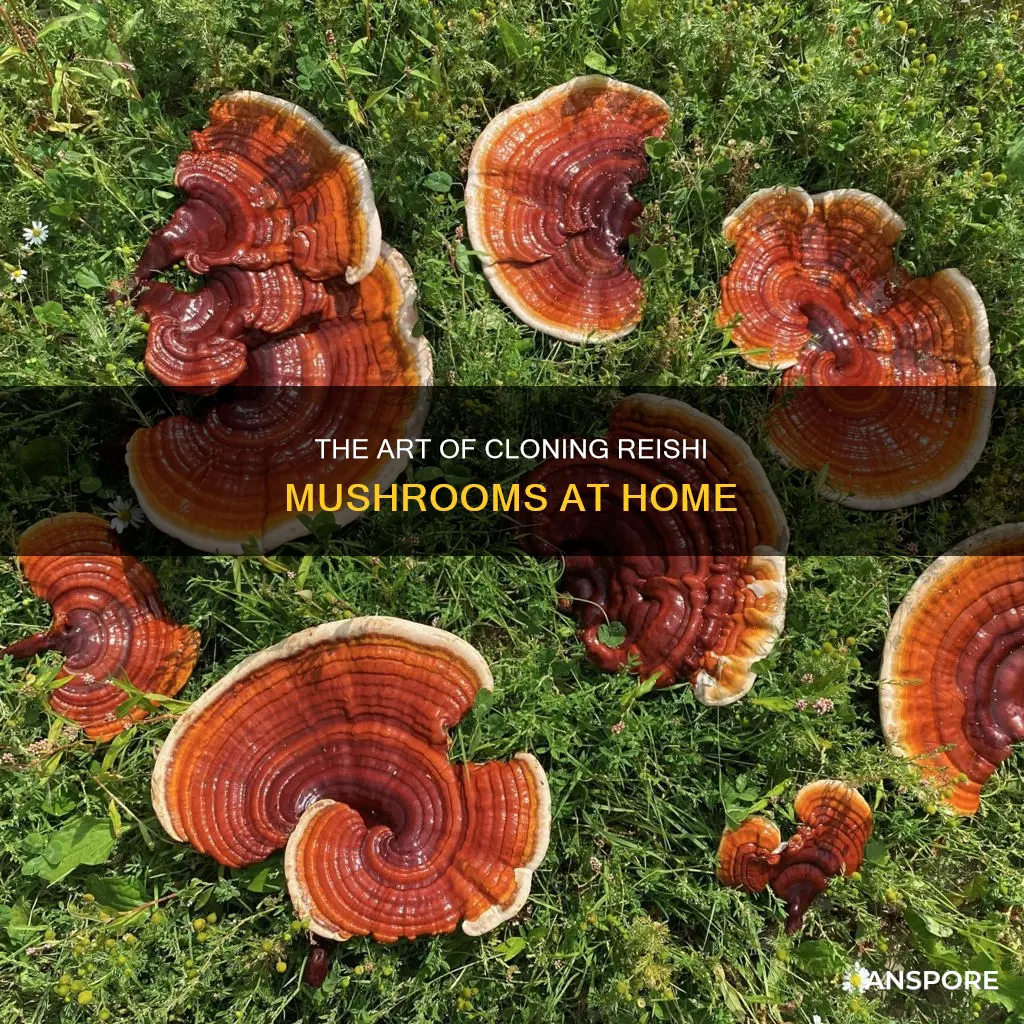 how to clone reishi mushrooms