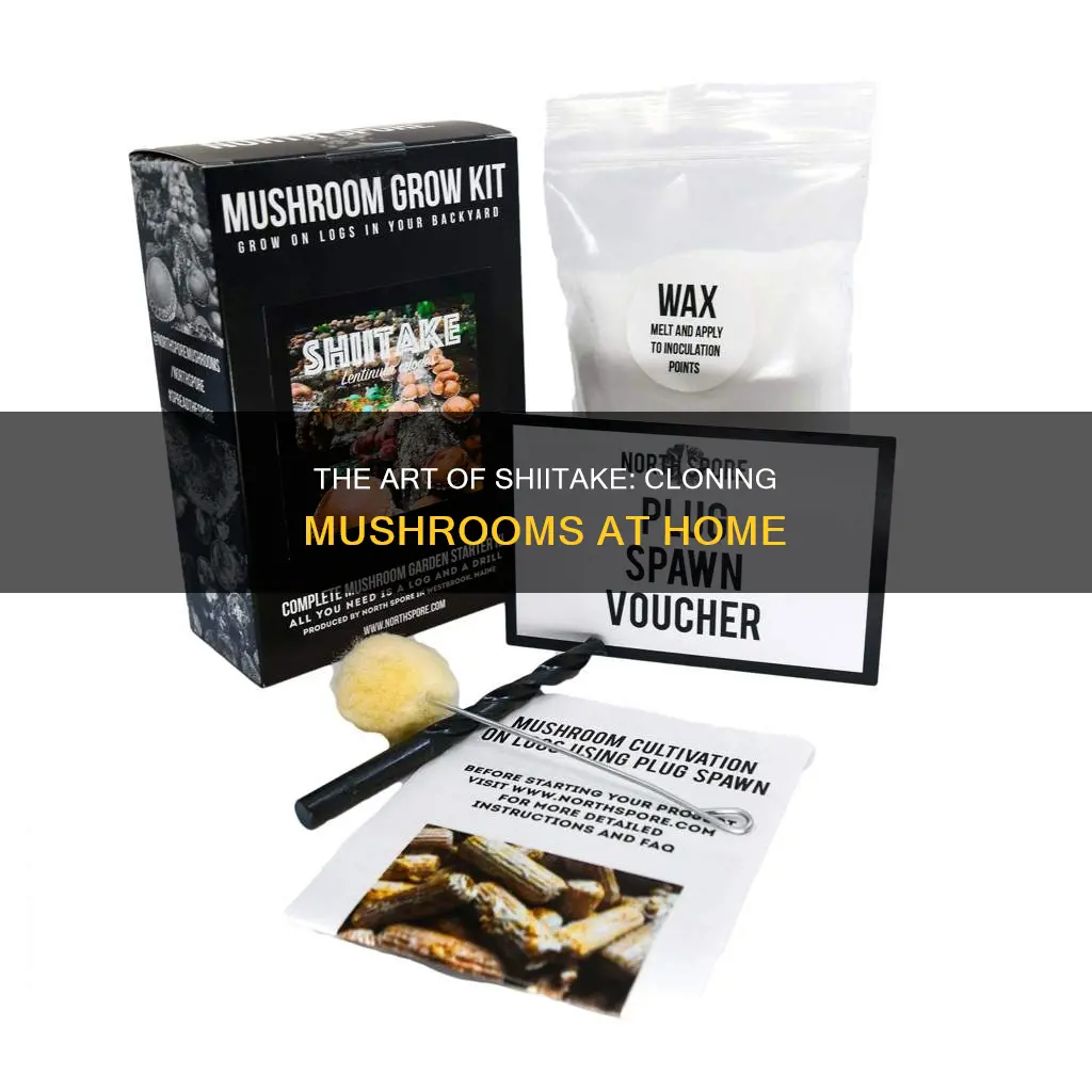 how to clone shiitake mushrooms