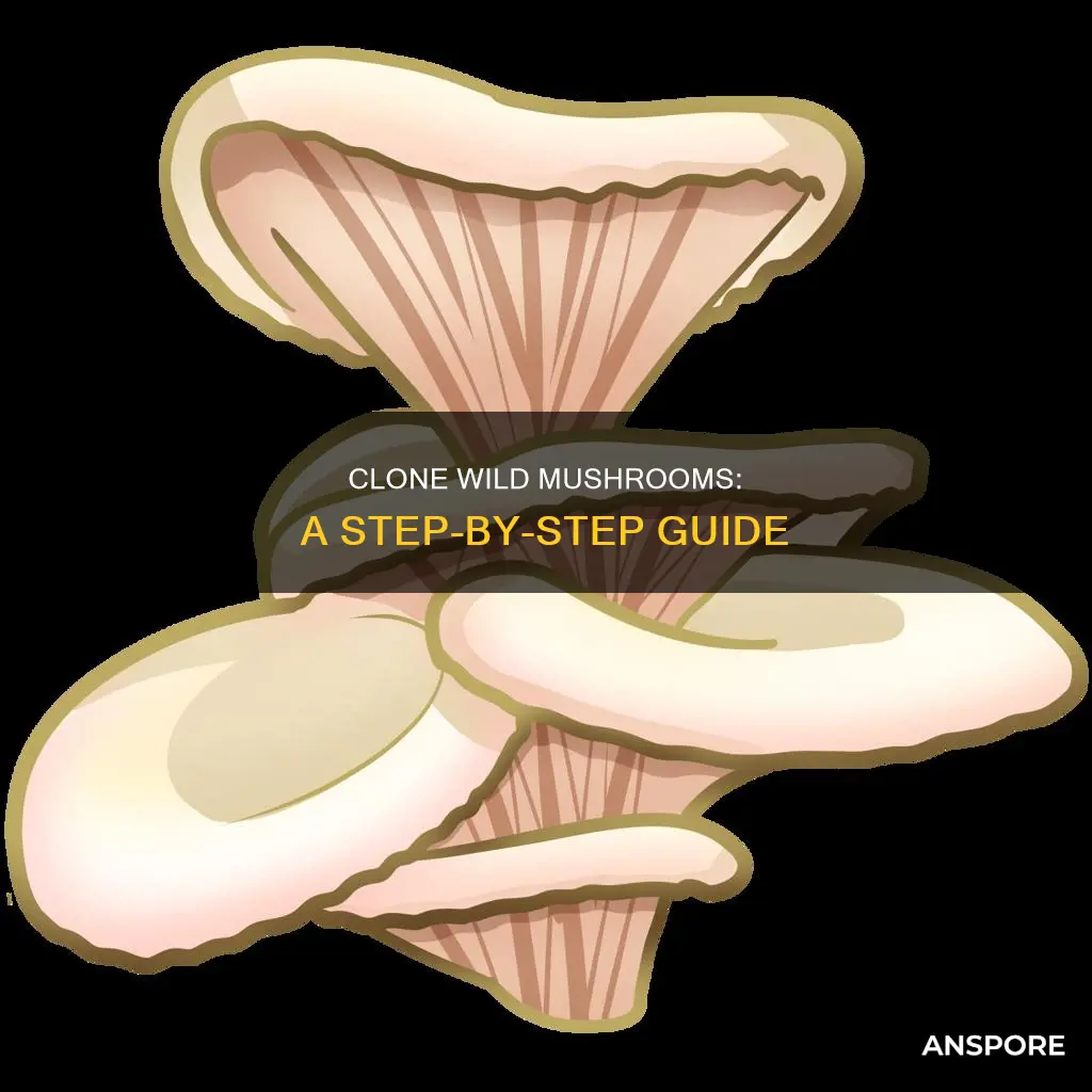 how to clone wild mushrooms
