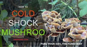 Cold Shock Mushrooms: A Beginner's Guide to Success