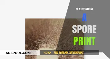 Mastering Mushroom Identification: A Step-by-Step Guide to Collecting Spore Prints