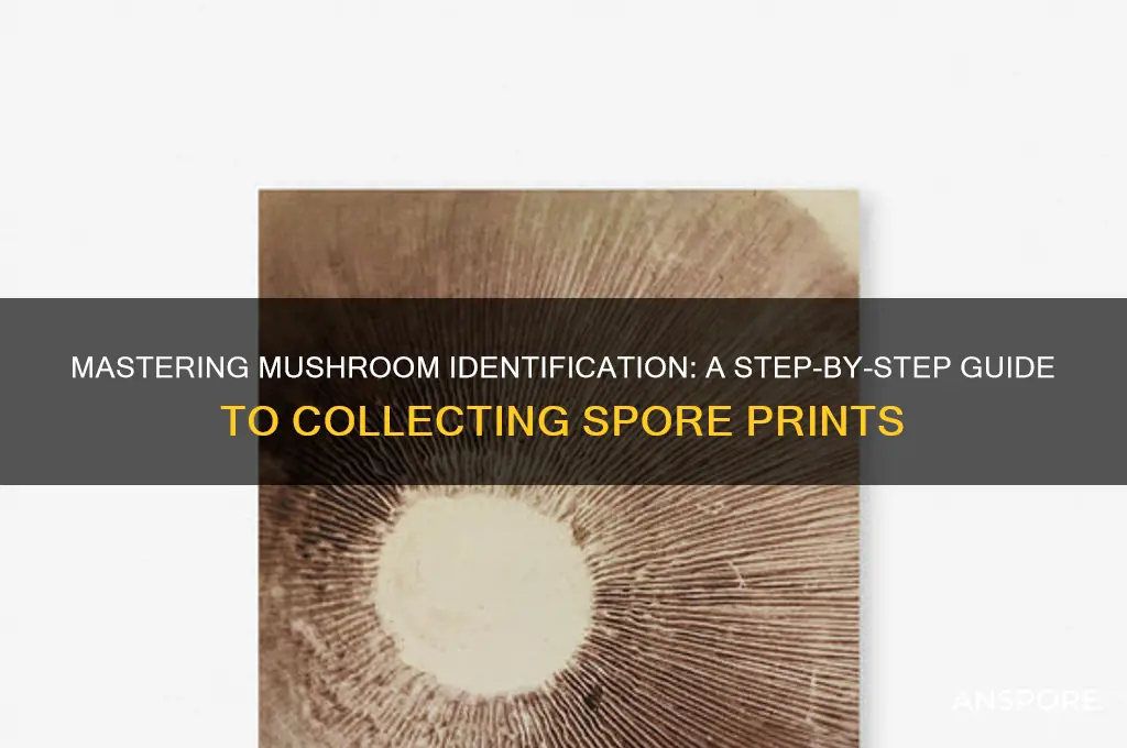 how to collect a spore print