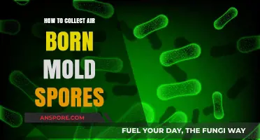 Effective Techniques for Collecting and Analyzing Airborne Mold Spores