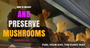 Mastering Mushroom Collection: Essential Tips for Preservation and Storage
