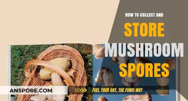 Mastering Mushroom Spore Collection and Storage: A Comprehensive Guide