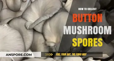 Mastering Mushroom Cultivation: A Guide to Collecting Button Mushroom Spores