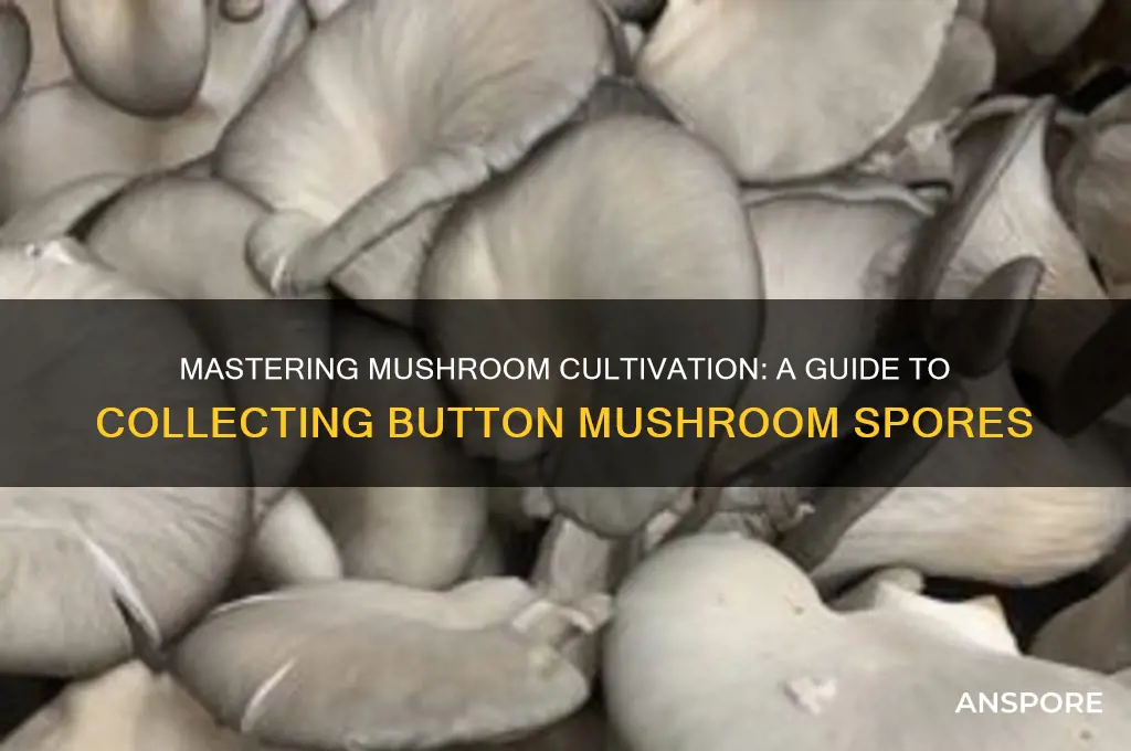 how to collect button mushroom spores