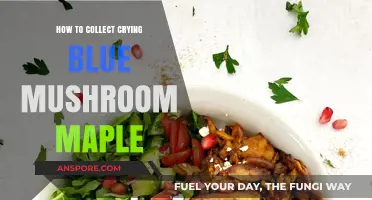 Mastering the Art of Collecting Crying Blue Mushroom Maples