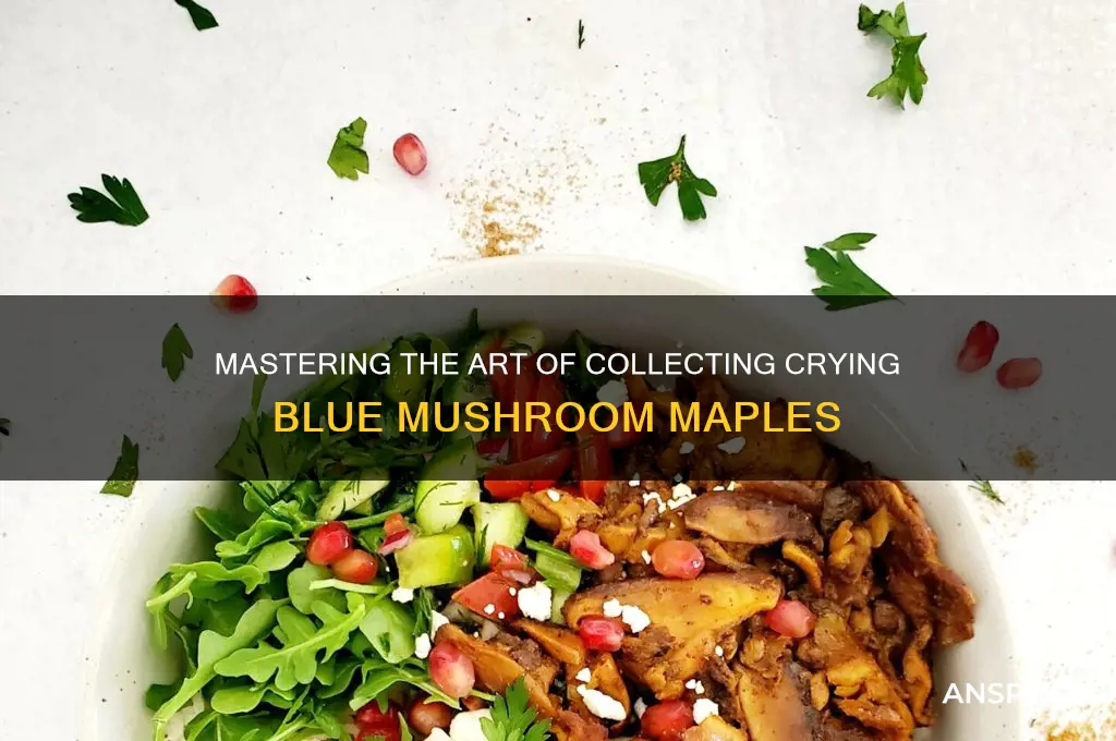 how to collect crying blue mushroom maple