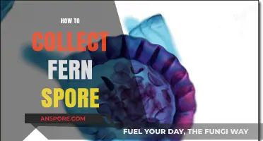 Mastering Fern Spore Collection: A Step-by-Step Guide for Enthusiasts