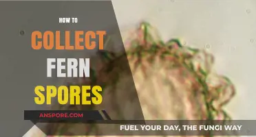 Mastering Fern Spore Collection: A Step-by-Step Guide for Enthusiasts