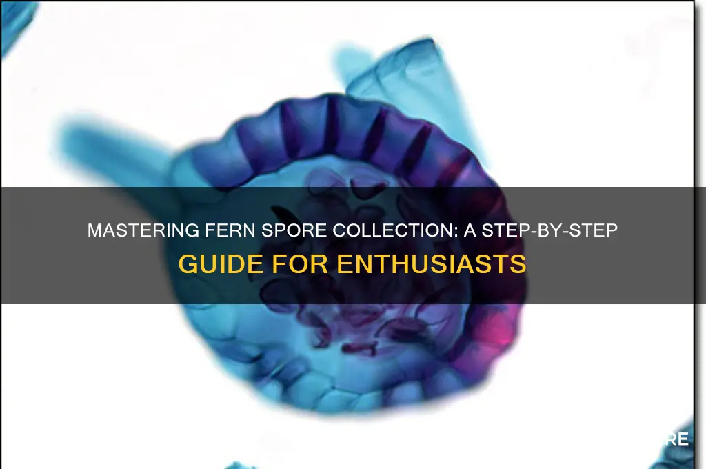 how to collect fern spores