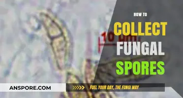 Mastering Fungal Spore Collection: Techniques for Successful Harvesting