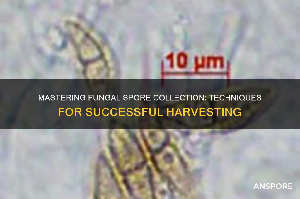 how to collect fungal spores