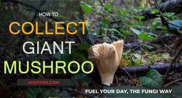 Giant Mushroom Hunting: Secrets to Success