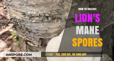 Mastering Lion's Mane Spore Collection: A Step-by-Step Guide