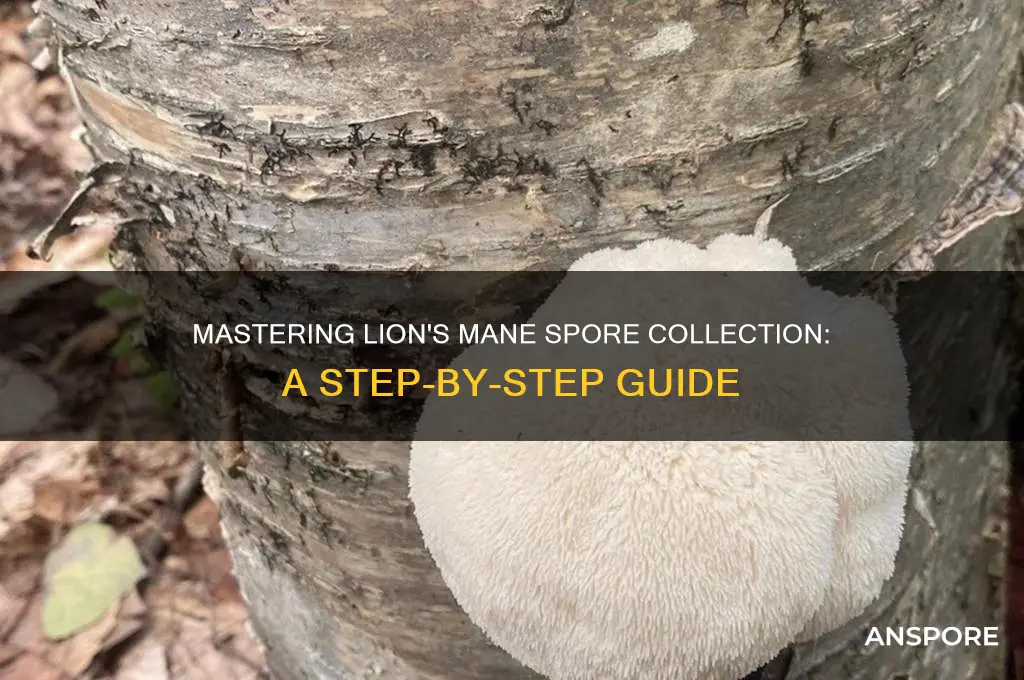 how to collect lion