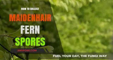 Mastering Maidenhair Fern Spore Collection: A Step-by-Step Guide
