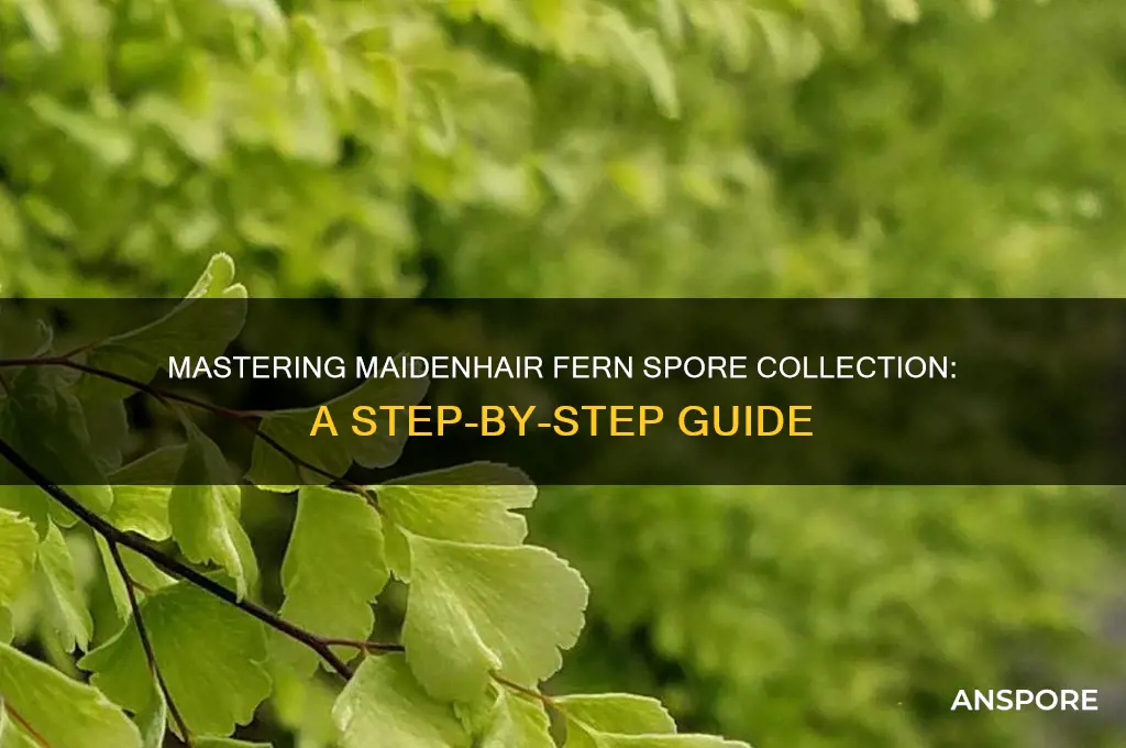 how to collect maidenhair fern spores